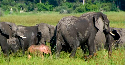 Roze Olifantje Botswana